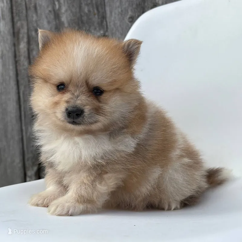 Jasper – Pomeranian puppy for sale in Downing, MO
