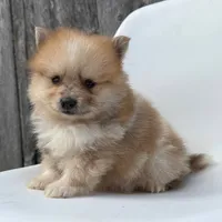 Jasper, a male Pomeranian for sale in Downing, MO – 2 of 7