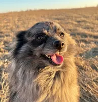Rollie, a male Pomeranian for sale in Downing, MO – Photo 8 of 8