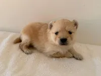 Rollie, a male Pomeranian for sale in Downing, MO – Photo 2 of 8