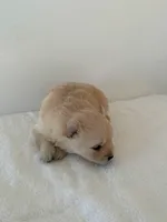 Rollie, a male Pomeranian for sale in Downing, MO – Photo 4 of 8