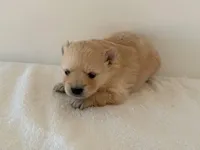 Rollie, a male Pomeranian for sale in Downing, MO – Photo 5 of 8