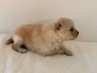 Rollie, a male Pomeranian for sale in Downing, MO – Photo 3 of 8