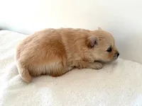 Rollie, a male Pomeranian for sale in Downing, MO – Photo 1 of 8