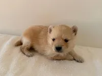 Rollie, a male Pomeranian for sale in Downing, MO – Photo 6 of 8