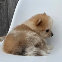 Jasper, a male Pomeranian for sale in Downing, MO – 5 of 7