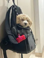 Biggie Smalls, a male Maltipoo for sale in Washington, DC – Photo 4 of 6