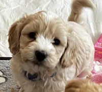 Biggie Smalls, a male Maltipoo for sale in Washington, DC – Photo 1 of 6
