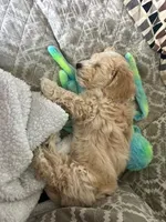 Biggie Smalls, a male Maltipoo for sale in Washington, DC – Photo 6 of 6