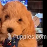 Biggie Smalls, a male Maltipoo for sale in Washington, DC – Photo 2 of 6