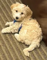 Biggie Smalls, a male Maltipoo for sale in Washington, DC – Photo 3 of 6