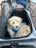 Biggie Smalls, a male Maltipoo for sale in Washington, DC – Photo 5 of 6