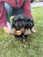 Black and Tan Boy, a male Maltese and Miniature Dachshund for sale in Greenville, SC – 2 of 4