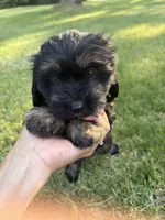 Black and Tan Boy, a male Maltese and Miniature Dachshund for sale in Greenville, SC – 1 of 4