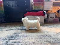 Solid white with cream tips on ears , a male Maltese and Miniature Dachshund for sale in Greenville, SC – 4 of 6