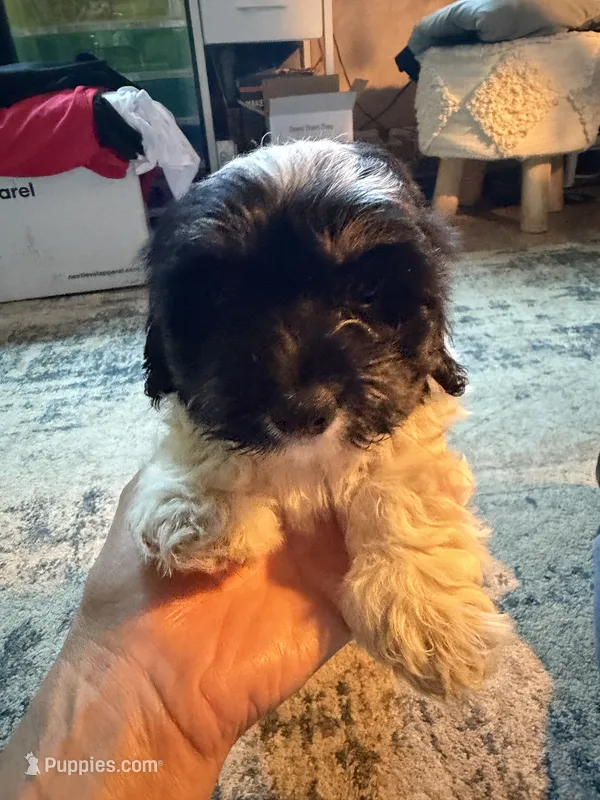 Dark Face Piebald Male – Maltese, Miniature Dachshund puppy for sale in Greenville, SC
