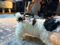 Light face Male, a male Maltese and Miniature Dachshund for sale in Greenville, SC – 2 of 6