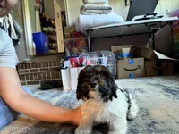Dark Face Piebald Male, a male Maltese and Miniature Dachshund for sale in Greenville, SC – 2 of 7