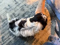 Dark Face Piebald Male, a male Maltese and Miniature Dachshund for sale in Greenville, SC – 5 of 7