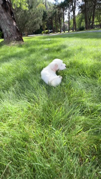 Solid white with cream tips on ears , a male Maltese and Miniature Dachshund for sale in Greenville, SC – 5 of 6