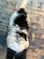 Dark Face Piebald Male, a male Maltese and Miniature Dachshund for sale in Greenville, SC – 4 of 7