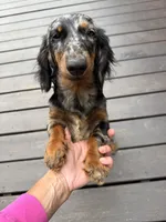 Dapple female, a female Miniature Dachshund for sale in Greenville, SC – 1 of 3