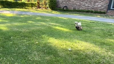 Cream Boy, a male Maltese and Miniature Dachshund for sale in Greenville, SC – 7 of 7