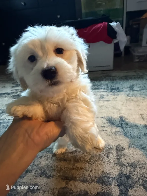 Solid white with cream tips on ears  – Maltese, Miniature Dachshund puppy for sale in Greenville, SC