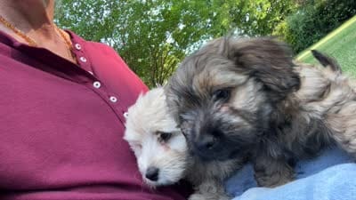 Sable Boy, a male Maltese and Miniature Dachshund for sale in Greenville, SC – 4 of 6