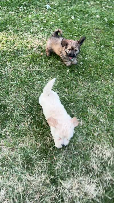 Sable Boy, a male Maltese and Miniature Dachshund for sale in Greenville, SC – 5 of 6
