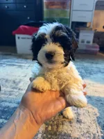 Light face Male, a male Maltese and Miniature Dachshund for sale in Greenville, SC – 4 of 6