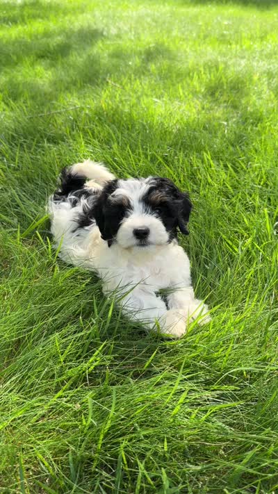Light face Male, a male Maltese and Miniature Dachshund for sale in Greenville, SC – 6 of 6
