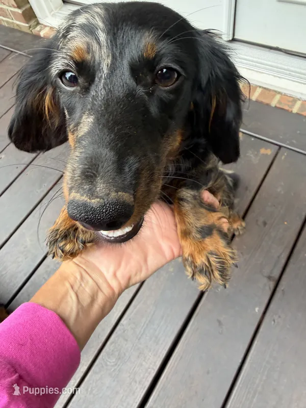 Dapple female 2 – Miniature Dachshund puppy on hold in Greenville, SC