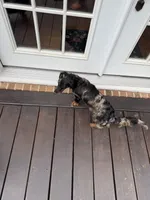 Dapple female 2, a female Miniature Dachshund for sale in Greenville, SC – 3 of 4