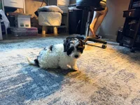 Light face Male, a male Maltese and Miniature Dachshund for sale in Greenville, SC – 5 of 6