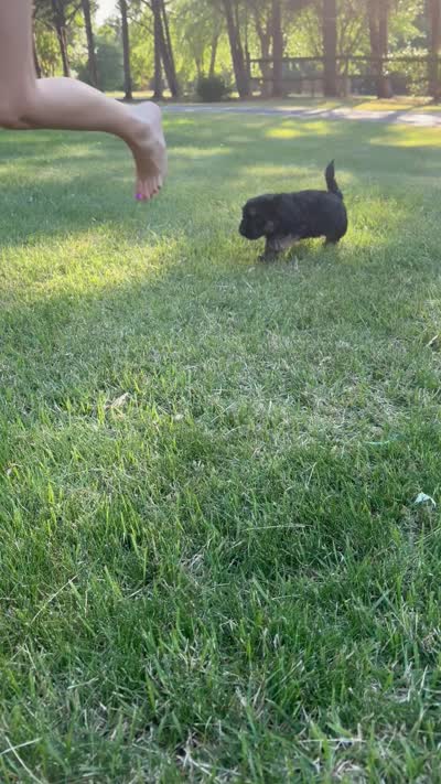 Black and Tan Female, a female Maltese and Miniature Dachshund for sale in Greenville, SC – 5 of 5