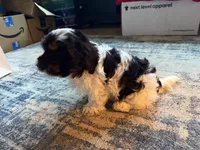 Dark Face Piebald Male, a male Maltese and Miniature Dachshund for sale in Greenville, SC – 3 of 7