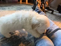 Solid white with cream tips on ears , a male Maltese and Miniature Dachshund for sale in Greenville, SC – 3 of 6