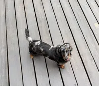 Dapple female, a female Miniature Dachshund for sale in Greenville, SC – 2 of 3