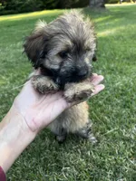 Sable Boy, a male Maltese and Miniature Dachshund for sale in Greenville, SC – 2 of 6