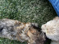 Sable Boy, a male Maltese and Miniature Dachshund for sale in Greenville, SC – 3 of 6