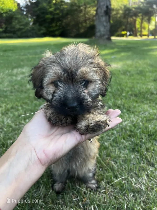 Sable Boy – Maltese, Miniature Dachshund puppy for sale in Greenville, SC