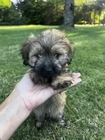 Sable Boy, a male Maltese and Miniature Dachshund for sale in Greenville, SC – 1 of 6
