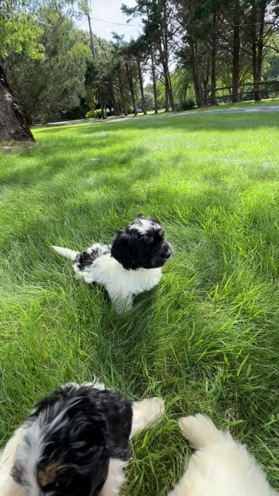 Dark Face Piebald Male, a male Maltese and Miniature Dachshund for sale in Greenville, SC – 7 of 7