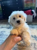 Solid white with cream tips on ears , a male Maltese and Miniature Dachshund for sale in Greenville, SC – 2 of 6