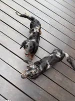 Dapple female, a female Miniature Dachshund for sale in Greenville, SC – 3 of 3