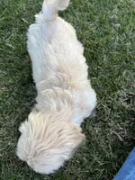 Cream Boy, a male Maltese and Miniature Dachshund for sale in Greenville, SC – 2 of 7