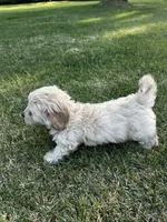 Cream Boy, a male Maltese and Miniature Dachshund for sale in Greenville, SC – 5 of 7