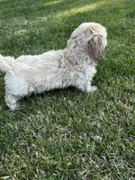 Cream Boy, a male Maltese and Miniature Dachshund for sale in Greenville, SC – 4 of 7