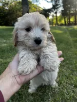 Cream Boy, a male Maltese and Miniature Dachshund for sale in Greenville, SC – 1 of 7